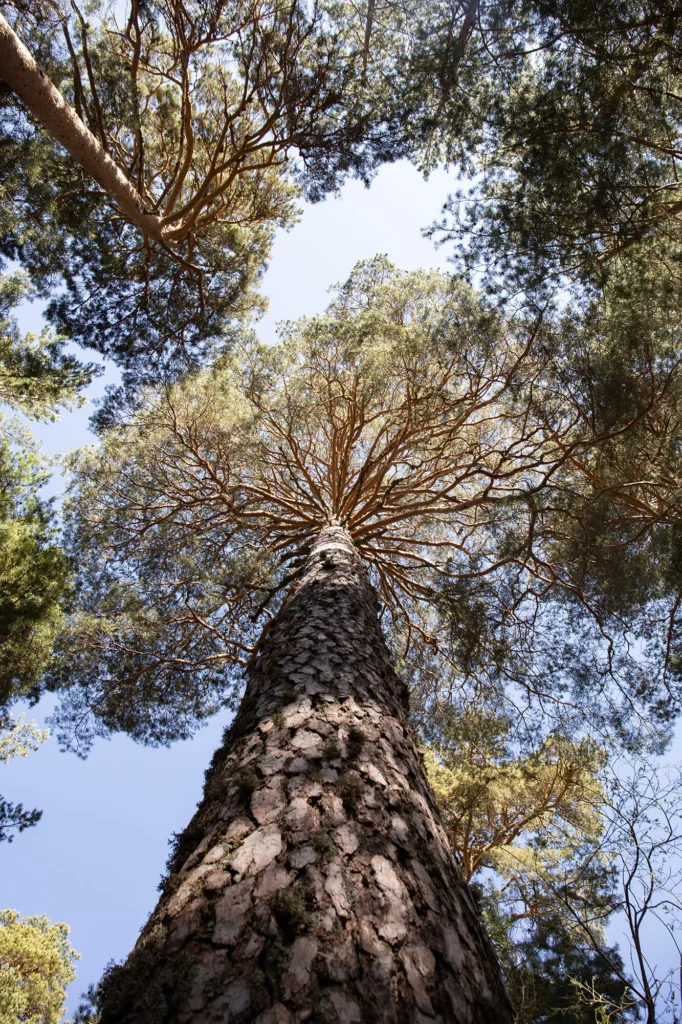 Pinus sylvestris, el paular